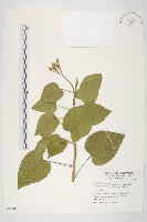 樹牽牛藏品圖，第1張