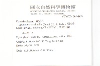 樹牽牛藏品圖，第2張