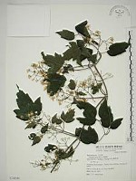 串鼻龍藏品圖，第1張