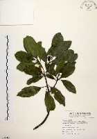 降真香藏品圖，第1張