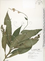 杜若藏品圖，第1張