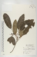 奧氏虎皮楠藏品圖，第1張