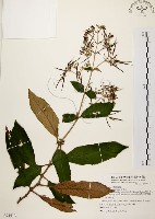 旋莢木藏品圖，第1張