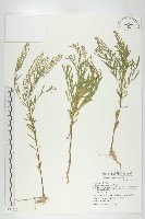 獨行菜藏品圖，第1張