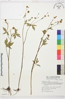 水辣菜、禺毛茛藏品圖，第1張