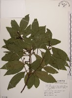 木荷藏品圖，第1張