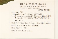 黃花三七草藏品圖，第2張