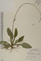 臺灣鬼督郵藏品圖，第1張