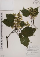 臺灣紅榨槭藏品圖，第1張