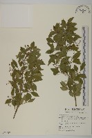 刺果衛矛藏品圖，第1張