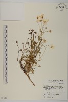 瑪格麗菊藏品圖，第1張