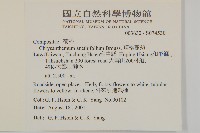 瑪格麗菊藏品圖，第2張