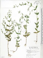 大籽當藥、巒大當藥藏品圖，第1張