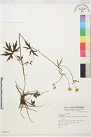 登錄號:S074541藏品圖，第1張