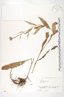 登錄號:S074550藏品圖，第1張