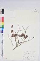 日本扁枝越桔藏品圖，第1張