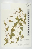 合子草藏品圖，第1張