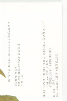 合子草藏品圖，第2張