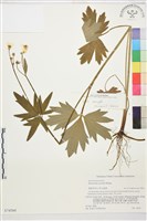 登錄號:S074560藏品圖，第1張