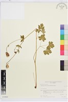 登錄號:S074564藏品圖，第1張