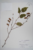 登錄號:S074567藏品圖，第1張