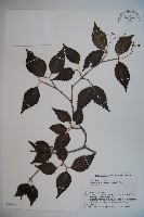 基隆莢迷藏品圖，第1張