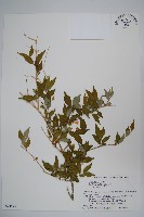 登錄號:S074575藏品圖，第1張