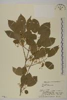 登錄號:S074576藏品圖，第1張