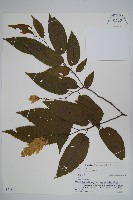 登錄號:S074579藏品圖，第1張