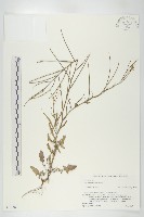 登錄號:S074580藏品圖，第1張