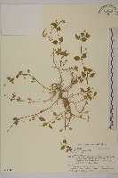 登錄號:S074587藏品圖，第1張