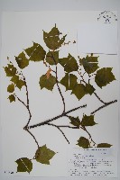 褐脈槭藏品圖，第1張