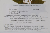 褐脈槭藏品圖，第2張