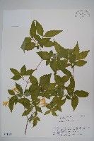 登錄號:S074594藏品圖，第1張