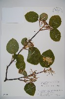 登錄號:S074595藏品圖，第1張