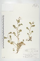 登錄號:S074597藏品圖，第1張