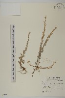 寬葉苔草藏品圖，第1張