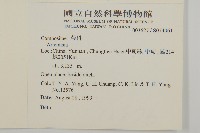 寬葉苔草藏品圖，第2張