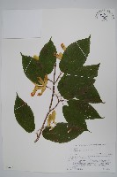 鵝耳櫪槭藏品圖，第1張