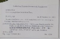 鵝耳櫪槭藏品圖，第2張