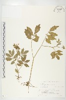 登錄號:S074613藏品圖，第1張