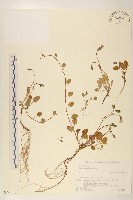 蔓苦藚藏品圖，第1張