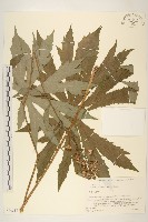 登錄號:S074618藏品圖，第1張