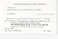 四照花藏品圖，第2張