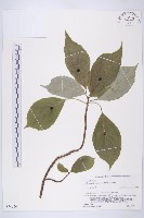 青莢葉藏品圖，第1張