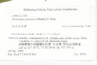 青莢葉藏品圖，第2張