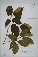 千金榆藏品圖，第1張