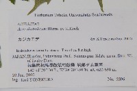 鬼槭藏品圖，第2張