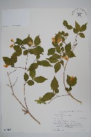 登錄號:S074627藏品圖，第1張