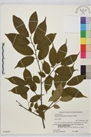 貓乳藏品圖，第1張